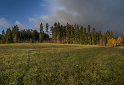 Scenic view of trees on field against sky