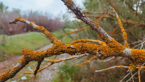 Close-up of branch