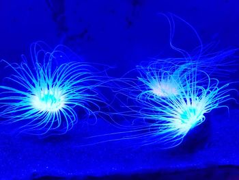 Close-up of jellyfish swimming in water