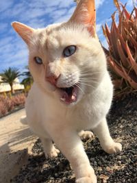 Close-up portrait of a cat