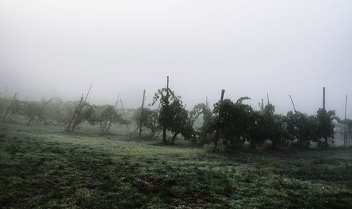 Trees on field against sky