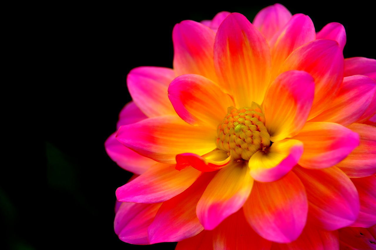 CLOSE-UP OF PINK DAHLIA FLOWER AGAINST BLACK BACKGROUND