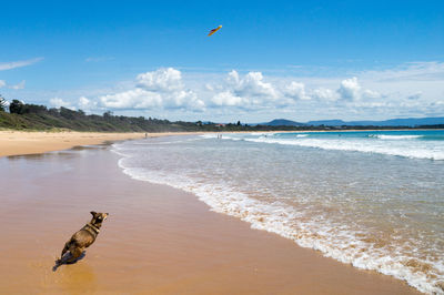 View of birds on beach