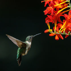 Close-up of bird flying against blurred background