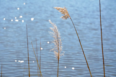 Close-up of reeds against sparkling lake