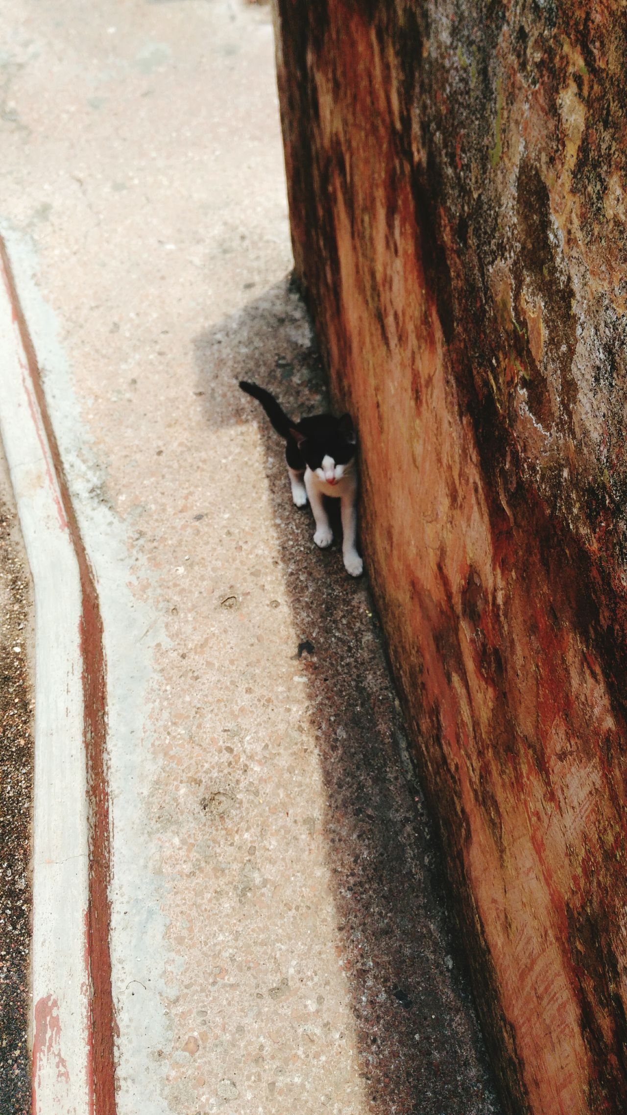 A Mini Cat