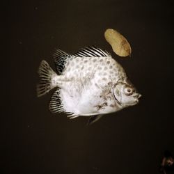 Close-up of fish swimming in sea