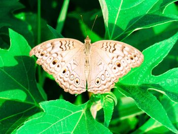 Close-up of butterfly on flower