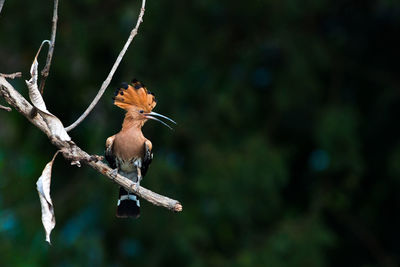 Close-up of bird on branch