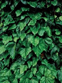 Full frame shot of fresh green leaves