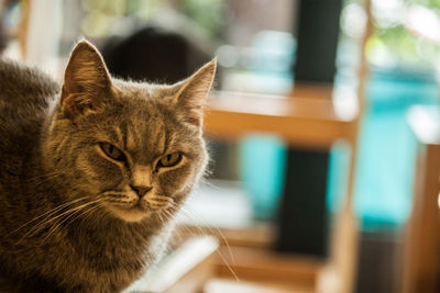 Close-up of a cat looking away