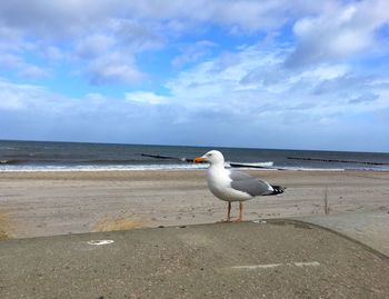 Seagull on beach against sky