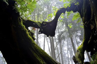 Low angle view of horse in forest