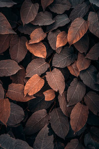 Close-up of leaves