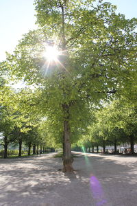 Road amidst trees