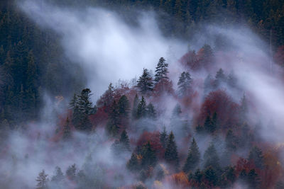 Panoramic view of trees in forest against sky