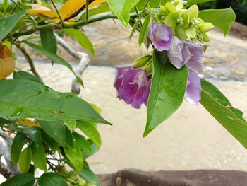 Close-up of bougainvillea plant