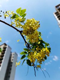 Low angle view of flowering plant against sky