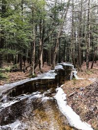 Scenic view of forest