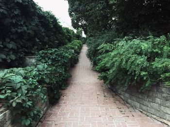 Footpath amidst plants