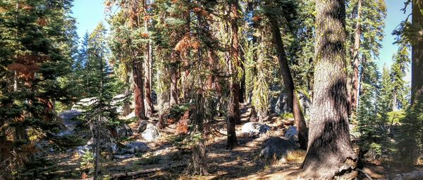 Trees in forest