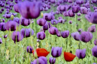 Close-up of red tulips