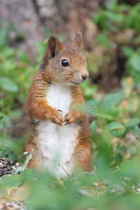 Close-up of squirrel on rock