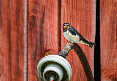 Close-up of bird perching on wall