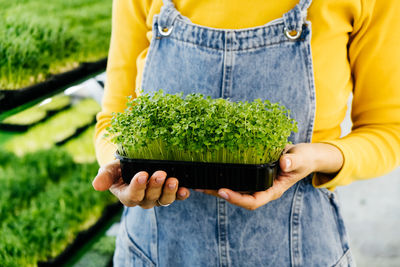 Woman holding box with microgreen, small business indoor vertical farm. close-up of healthy