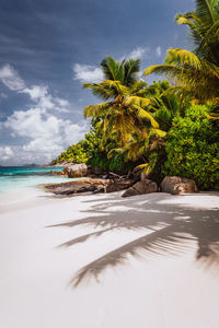 Scenic view of palm trees on beach against sky
