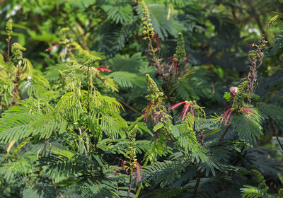 Close-up of pine tree