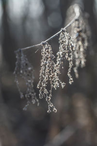 Close-up of frozen plant