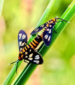 Close-up of mating moth 