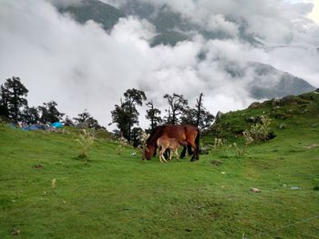 Horse family grazing on field against foggy mountain at himalayas