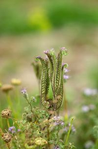 Close-up of purple flowering plant on field