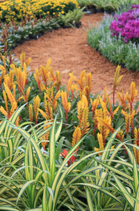 Close-up of yellow flowering plants on field