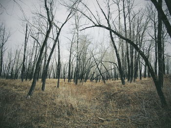Bare trees on field in forest
