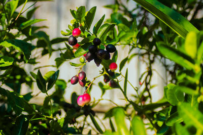 Close-up of berries growing on tree