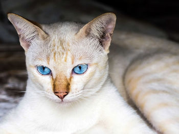 Close-up portrait of cat