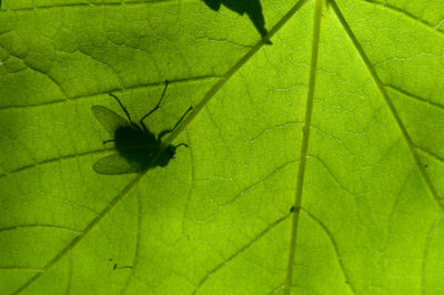 Close-up of insect on leaf