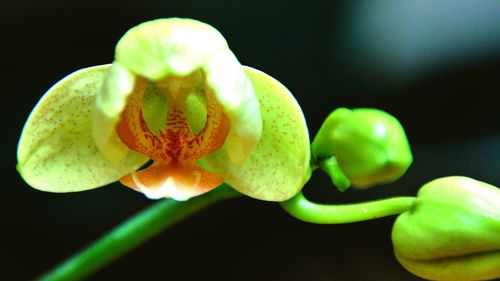 Close-up of flower over black background