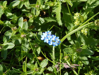 Close-up of flowers blooming outdoors