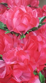 Close-up of pink flowers