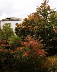 Trees against sky during autumn