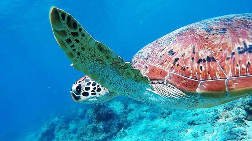 Close-up of jellyfish swimming in sea