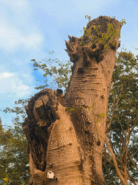 Low angle view of horse on tree against sky