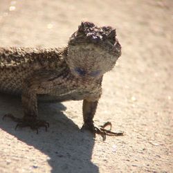 Close-up of lizard on ground