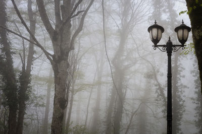 Street light and bare trees in forest during winter