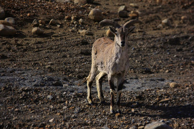 Tibetan goat