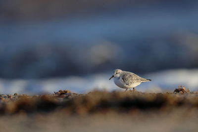 Close-up of seagull perching on a sea